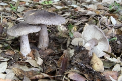 Tricholoma squarrulosum