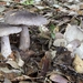 Tricholoma squarrulosum - Photo (c) Davide Puddu, some rights reserved (CC BY-NC), uploaded by Davide Puddu
