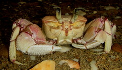 Ocypode ryderi