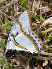 Polyura eudamippus