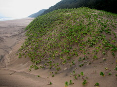 Scaevola plumieri