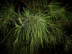Casuarina