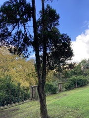 Cupressaceae