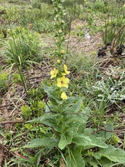 Verbascum virgatum