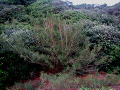 Casuarina