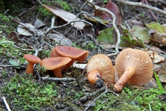 Lactarius lacunarum