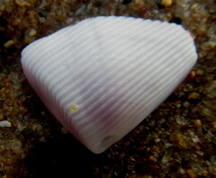 Latona madagascariensis