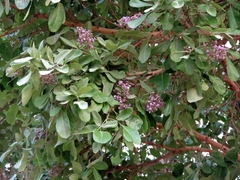 Philenoptera violacea