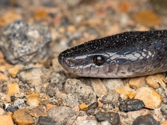 Oxyrhopus petolarius