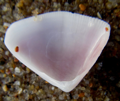 Latona madagascariensis