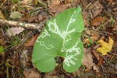 Phytomyza lappae