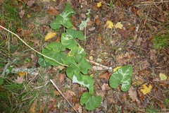 Phytomyza lappae