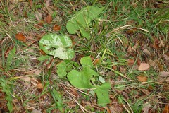 Phytomyza lappae