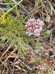 Serruria ascendens