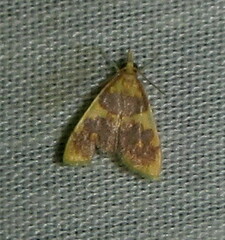 Sameodesma xanthocraspia
