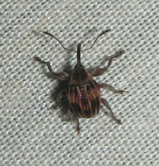Nanophyinae