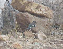 Fringilla coelebs coelebs