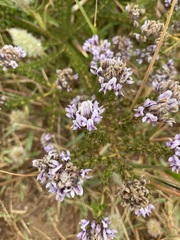 Aspalathus cephalotes