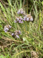 Aspalathus cephalotes