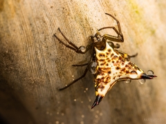 Micrathena lucasi