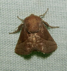 Zygaenoidea