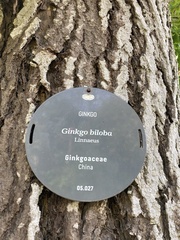Ginkgo biloba