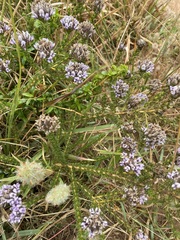 Aspalathus cephalotes