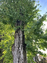 Ginkgo biloba