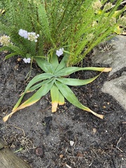Ammocharis longifolia