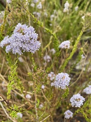 Pseudoselago serrata