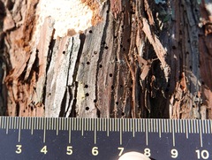 Phloeosinus