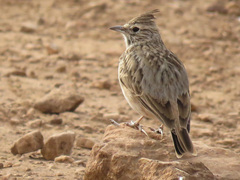 Galerida theklae ruficolor