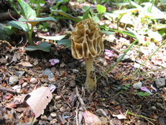 Morchella