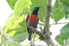 Cinnyris chloropygius orphogaster