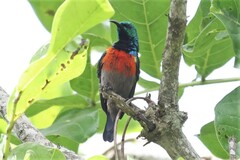 Cinnyris chloropygius orphogaster