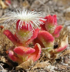 Mesembryanthemum crystallinum