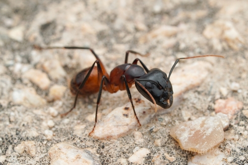 Camponotus ocreatus photo 4