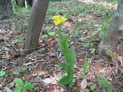Cephalanthera falcata