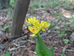 Cephalanthera falcata