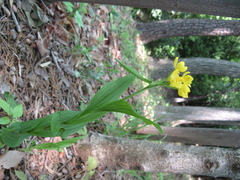 Cephalanthera falcata