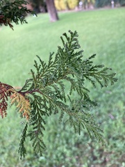 Cupressaceae