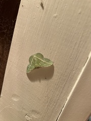 Dichorda illustraria