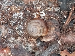 Triodopsis hopetonensis