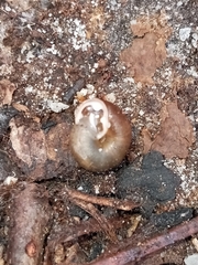 Triodopsis hopetonensis