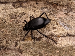Eleodes longicollis