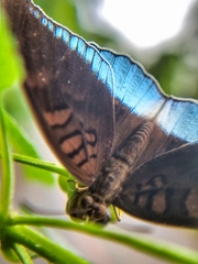 Tanaecia iapis