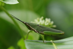 Atractomorpha sinensis