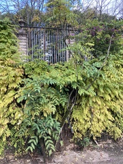 Tracheophyta