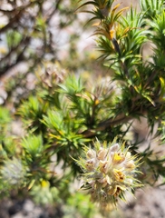 Aspalathus chenopoda