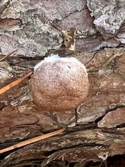 Reticularia